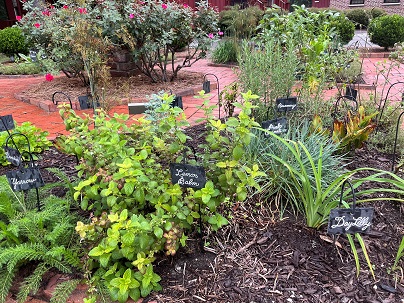 herbs growing 2025 pic 2 Copy